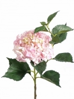 Hortensia roze JUMBO, ø25cm, 14lvs, 105cm